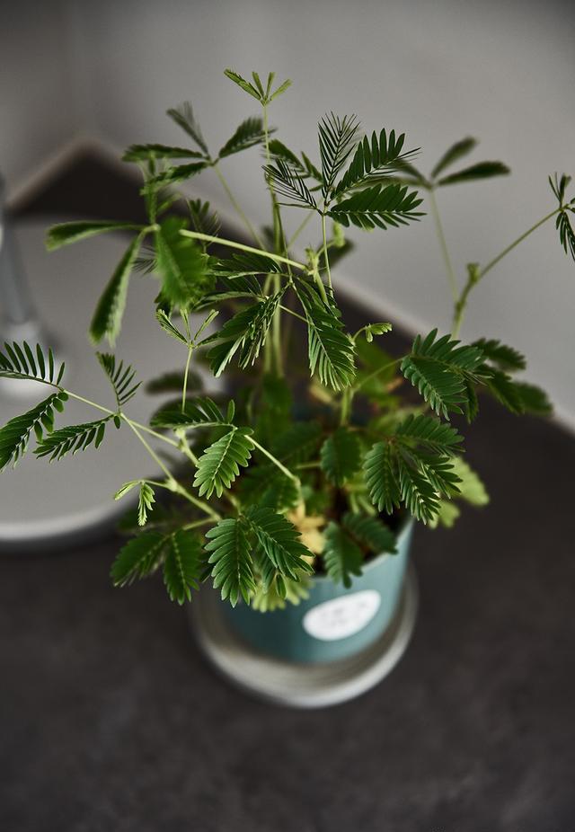 有哪些家居裝飾的點睛之筆讓你的生活變的頗有味道？